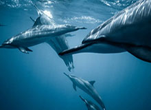 开云官网APP-队记：杨瀚森有一次抢断被漏记了；他在场上已显得越来越自如